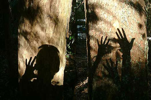 forest pixies