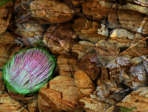 stones and flower