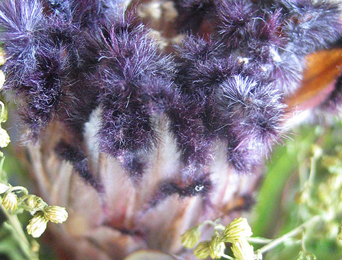 australian native flower