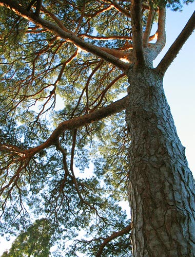 looking up into a tree