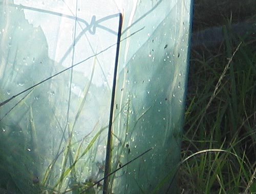 grass