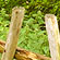 fence