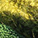 green felt