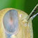 cricket eye