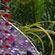 grass and glass