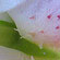 lilly