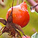 berry