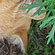 cat in grass