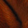 cat eye